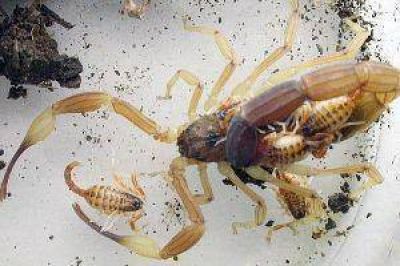 Preocupa a los vecinos la proliferaci�n de escorpiones e insectos venenosos