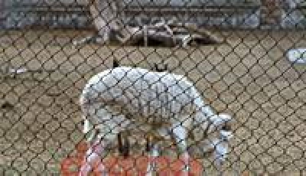 Piden por el traslado de animales