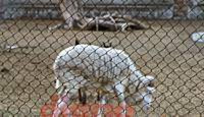 Piden por el traslado de animales