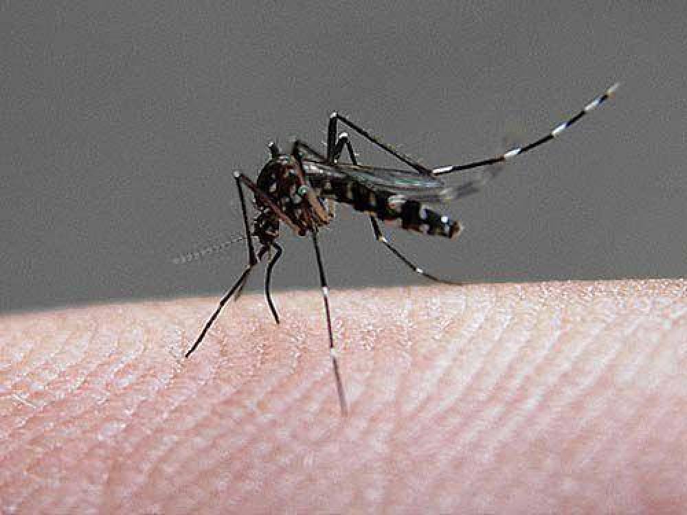 Detectaron un caso de Dengue importado en San Pedro de Jujuy
