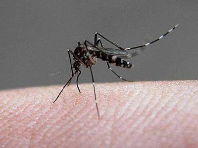 Detectaron un caso de Dengue importado en San Pedro de Jujuy