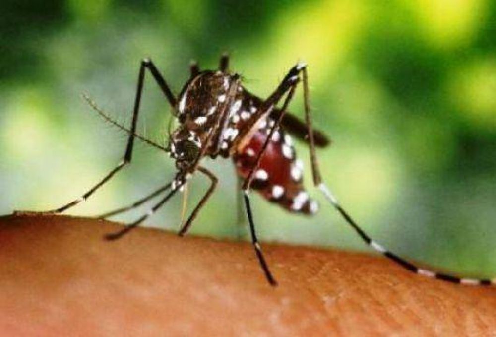 Se confirm� el primer caso de dengue aut�ctono en Ituzaing�