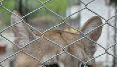 Piden luchar por la conservaci�n del Zoo