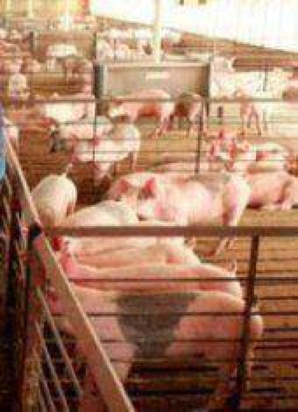 Productores intensivos reunidos en ARPA	