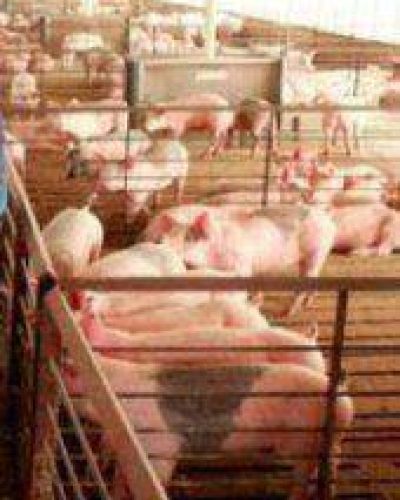 Productores intensivos reunidos en ARPA	