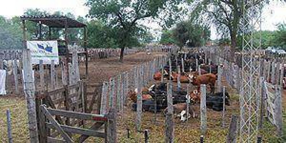 Las Lomitas: 1500 animales negociados