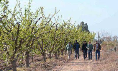 Fueron 36.687 las hect�reas da�adas por las heladas tard�as