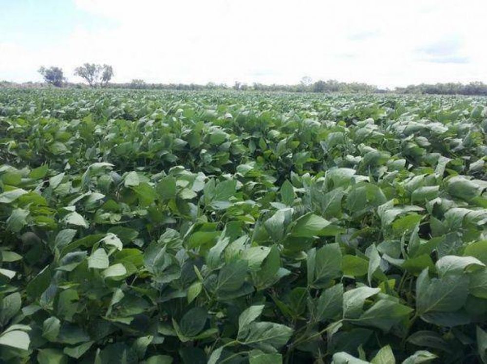 Las lluvias favorecen el �ptimo desarrollo del textil y la soja
