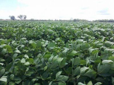 Las lluvias favorecen el �ptimo desarrollo del textil y la soja