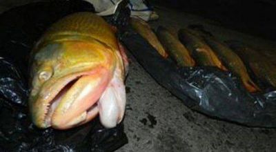 Secuestran 30 kilos de pescado