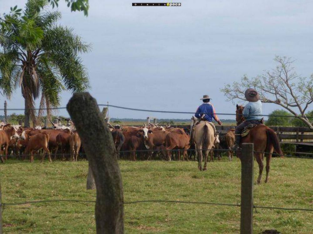 Recuperan vacunos sustra�dos tras varios allanamientos