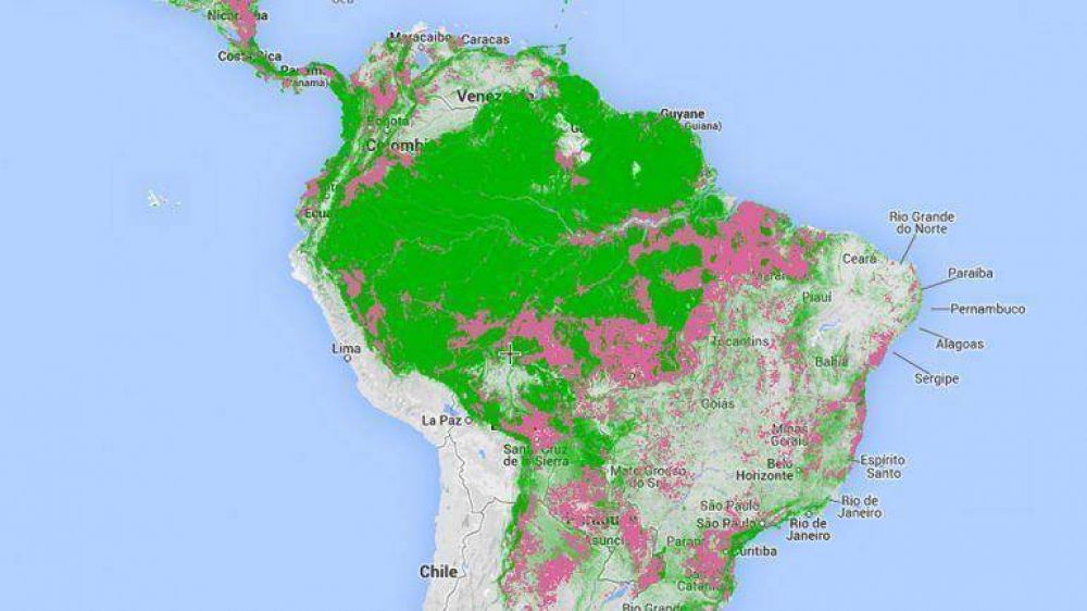 Google se sum� a la lucha contra la deforestaci�n en el mundo