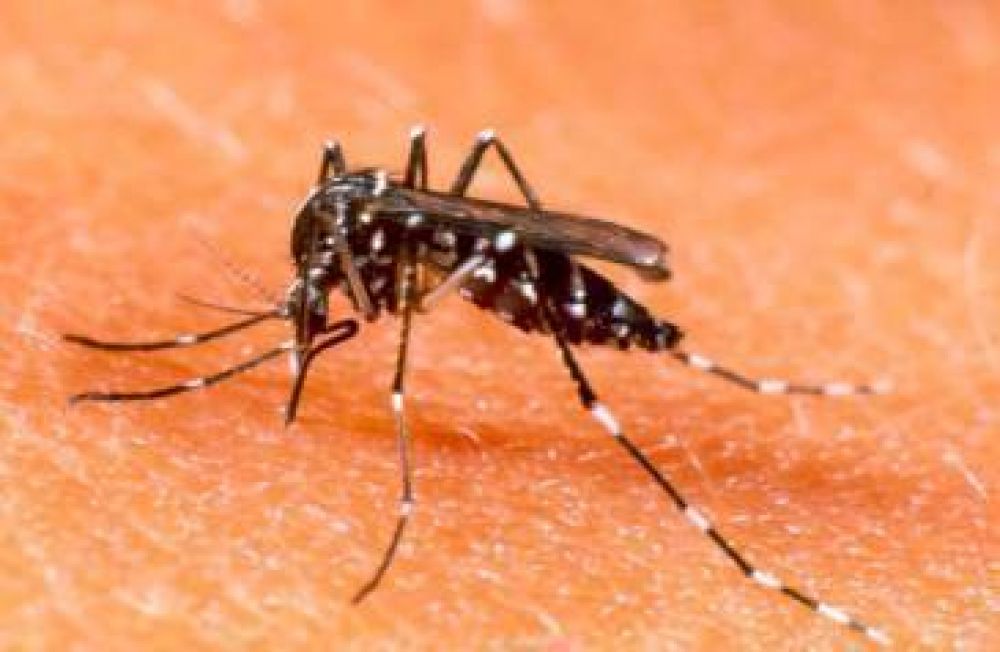 Confirman dos casos de dengue