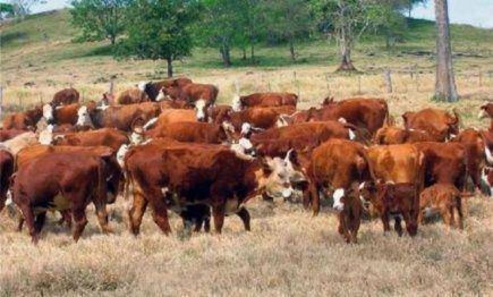 Montecarlo: Mueren 417 vacunos por posible envenenamiento