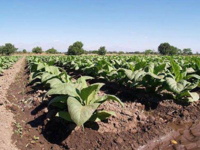Hoy se re�nen en Salta por el precio del tabaco