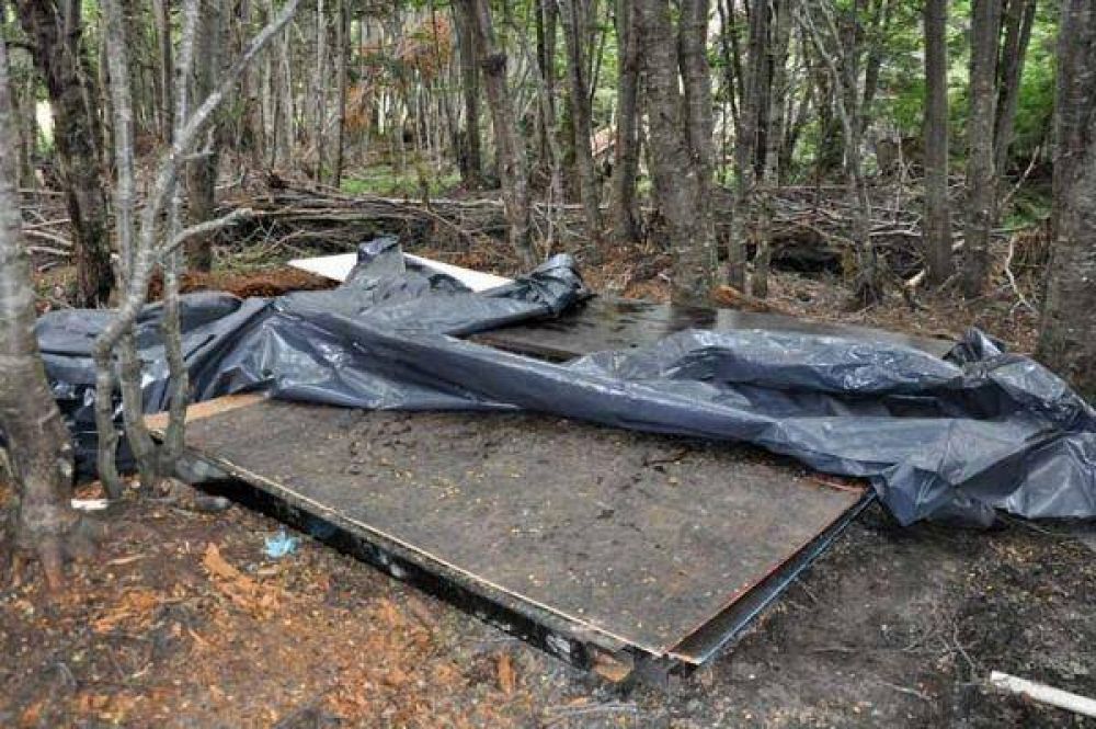 Detectan tala ilegal de m�s de 20 �rboles de lenga en el Dos Banderas