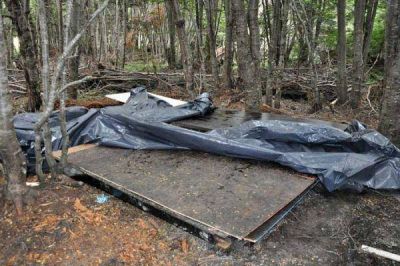 Detectan tala ilegal de m�s de 20 �rboles de lenga en el Dos Banderas
