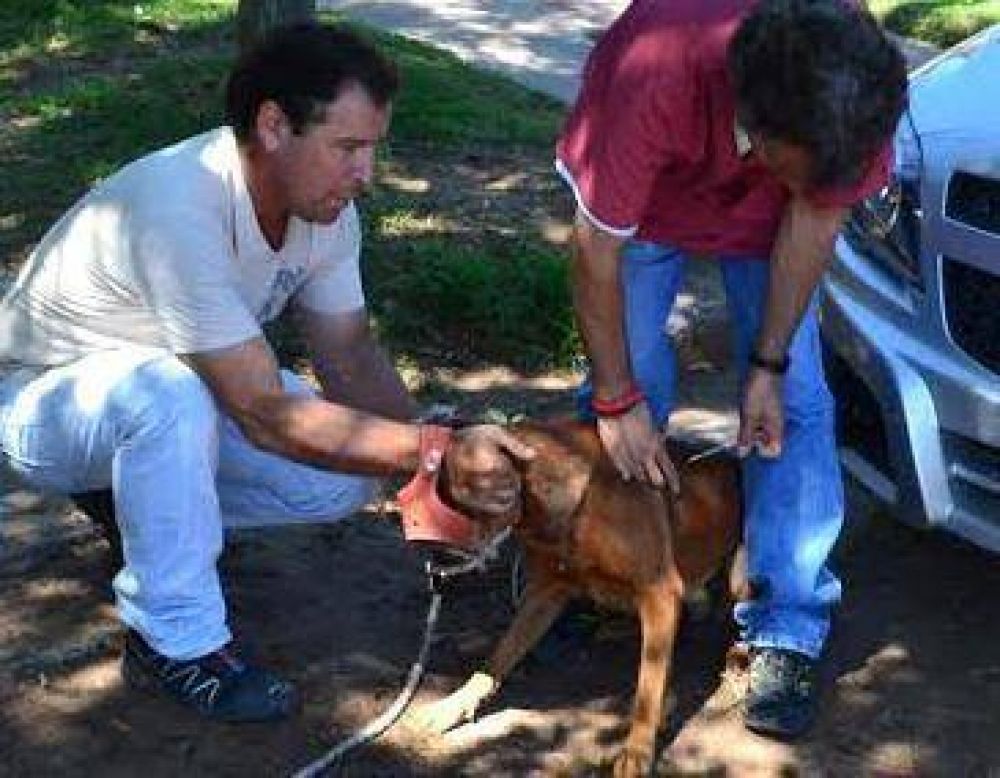 Vacunaron a 300 mascotas contra la rabia