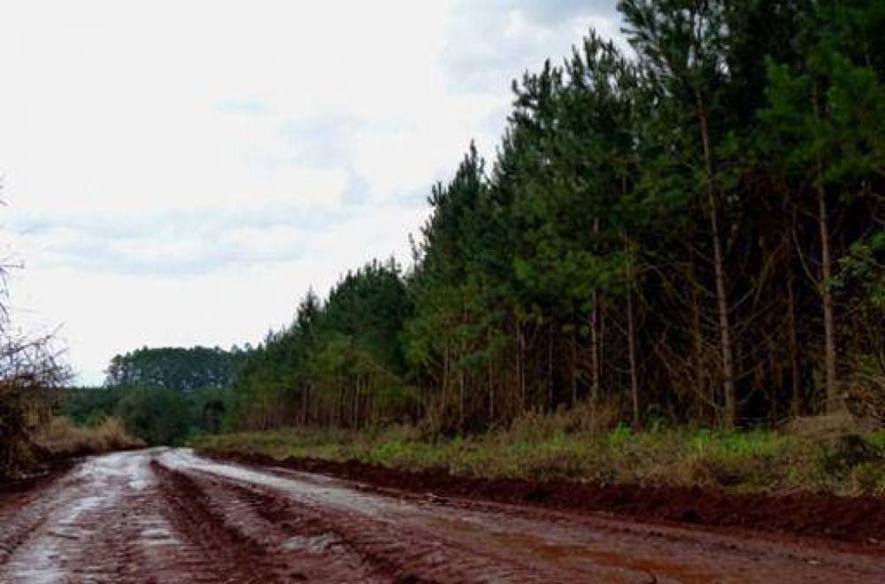 Zona Norte: Forestales en rebeli�n fiscal contra el municipio de Delicia por mal estado de caminos
