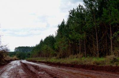 Zona Norte: Forestales en rebeli�n fiscal contra el municipio de Delicia por mal estado de caminos