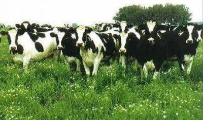 CREA: “el aumento de costos supera el incremento del precio de la leche”