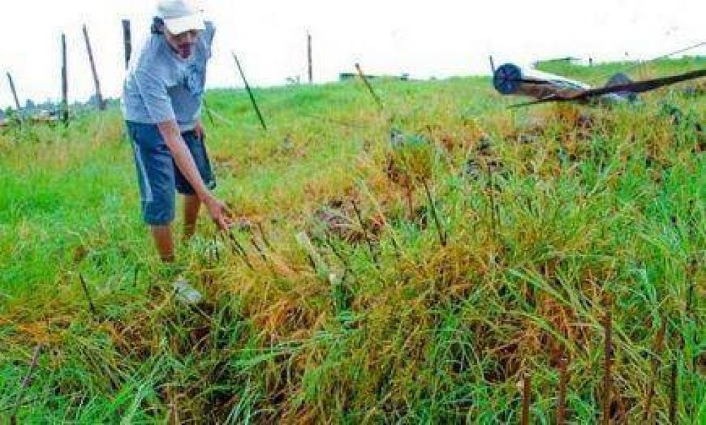 Fue encontrado en un pozo con un hierro clavado en la cabeza