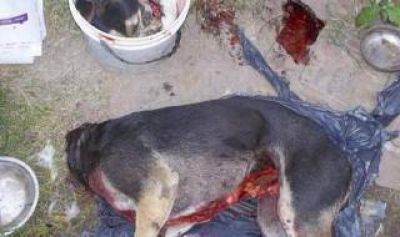 Florencio Varela: Coreano mataba perros y vend�a la carne a restaurantes