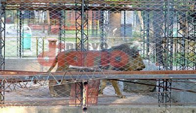 Buscan mantener status quo de animales en el zool�gico