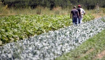 El granizo no afect� a zonas cultivadas