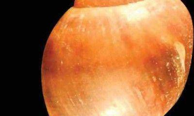 En la UNCuyo identificaron dos nuevas especies de moluscos acu�ticos