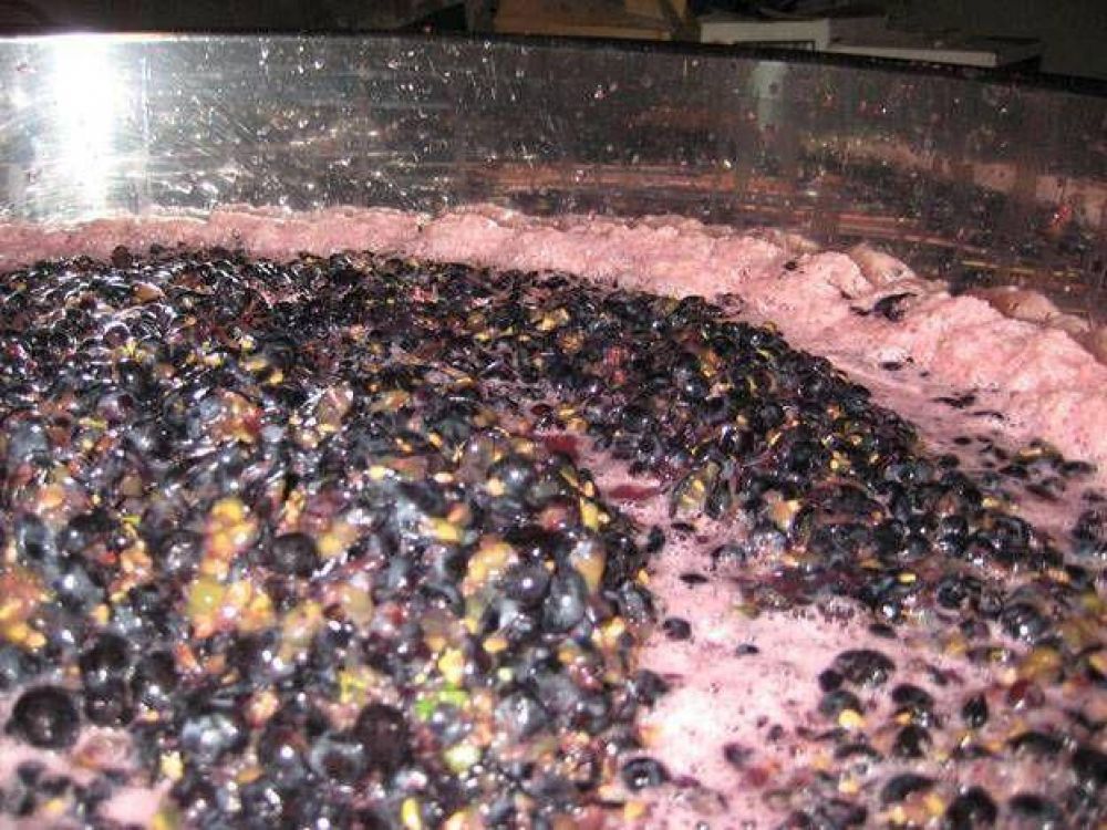Hay 25 bodegas interesadas en guardar la uva que el gobierno compre para hacer mosto