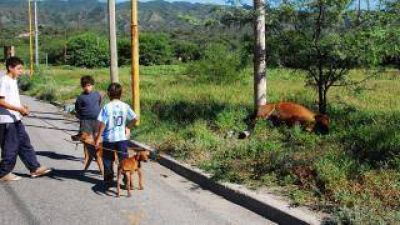 Caballo atado a un poste muri� electrocutado