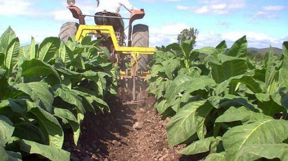 El acopio de tabaco super� los 14 millones de kilogramos en Salta