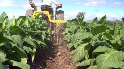 El acopio de tabaco super� los 14 millones de kilogramos en Salta