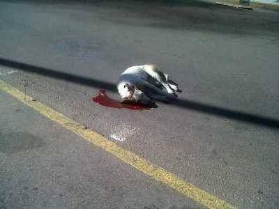 Cruel: hieren gravemente a un perro con una bomba de estruendo