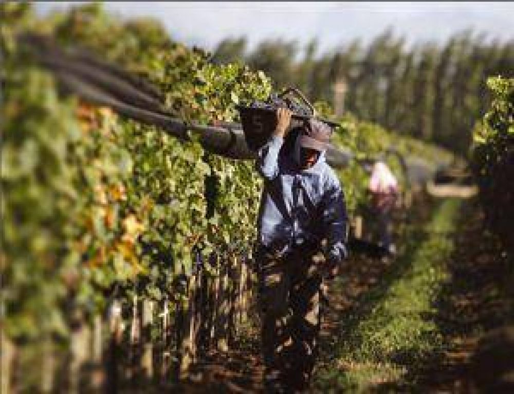San Juan lleva solo 55 millones de kilos de uvas cosechados 