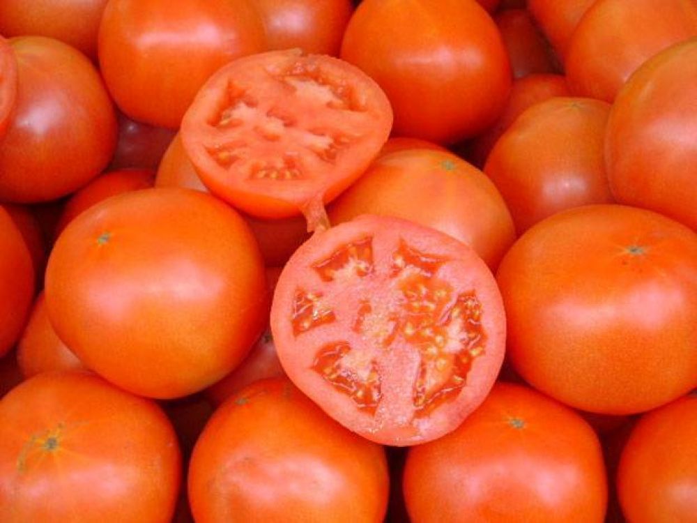 Por las lluvias se perdi� entre un 60 y 80% de la producci�n de tomate