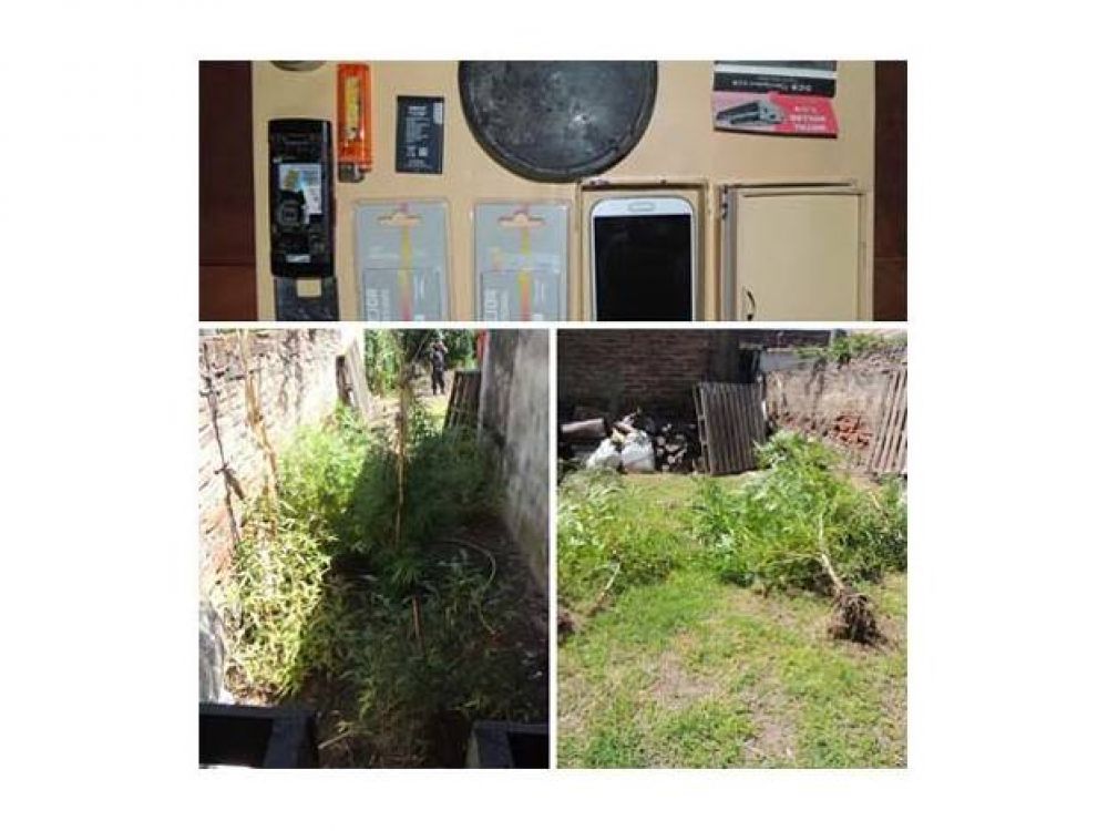 Nuevamente la polic�a de La Paz secuestr� plantas de marihuana