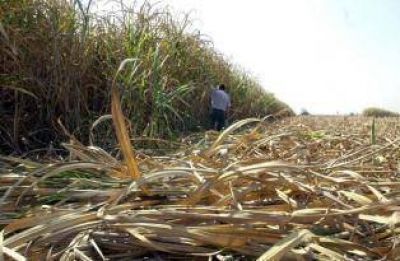 La Emergencia Agropecuaria llega al az�car