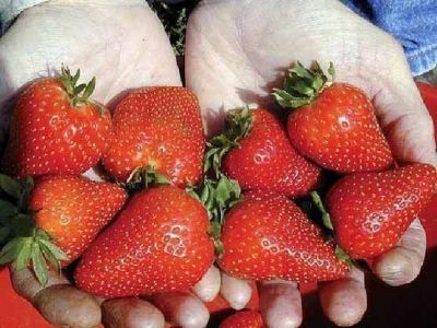 Tucum�n en tercer lugar por producci�n de frutilla