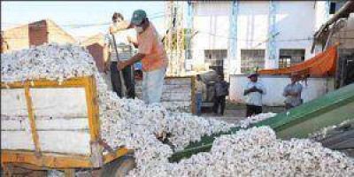 Algod�n: El mi�rcoles se habilitan las primeras planchadas de acopio