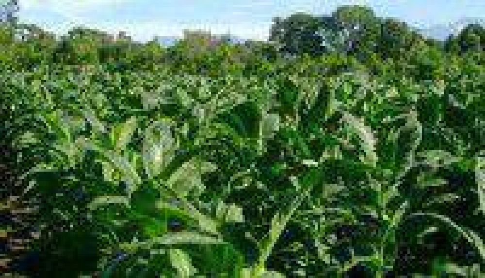 No hubo acuerdo por el precio del tabaco