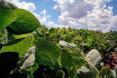 Productores aseguran que la soja se recupera de manera considerable