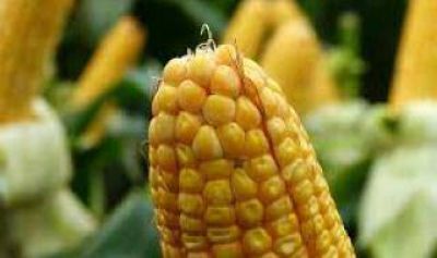 Se realiz� Expo Syngenta Camet 2014
