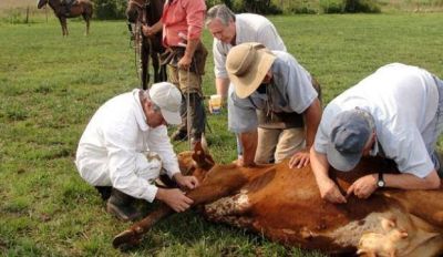 Exponen acerca de la situaci�n de la tristeza bovina en Formosa