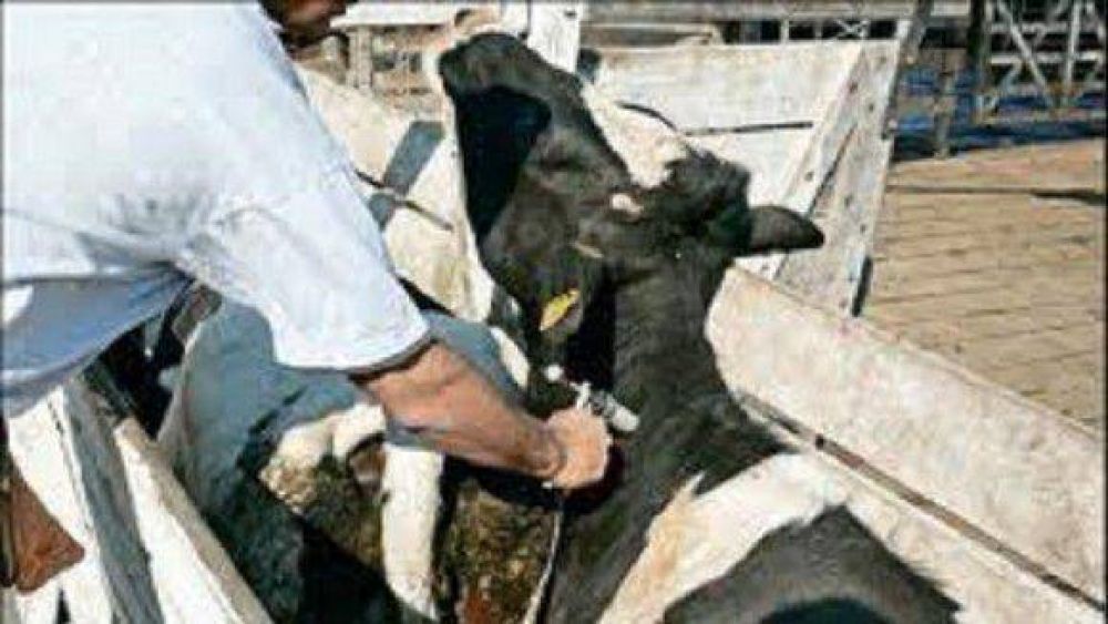 Se inici� la primera campa�a anual de vacunaci�n contra la fiebre aftosa