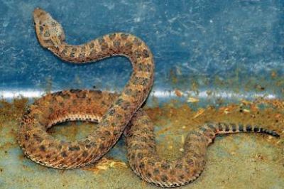 Encuentran una serpiente en el puente entre Castelli y Palazzo