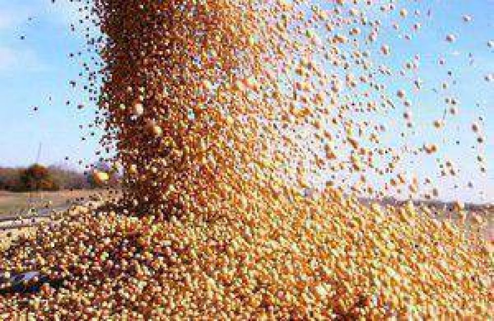 Investigan la comercializaci�n en negro de cereal
