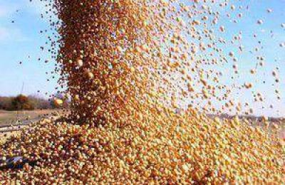 Investigan la comercializaci�n en negro de cereal