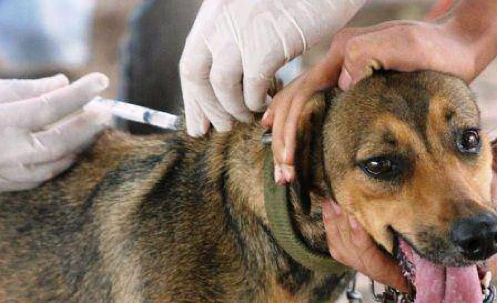 Antirrabia: vacunaron a 2 mil perros y gatos en Santa Rosa